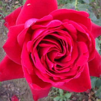 rose loving memory gift memorial giftaplant notonthehighstreet remembrance tribute floral