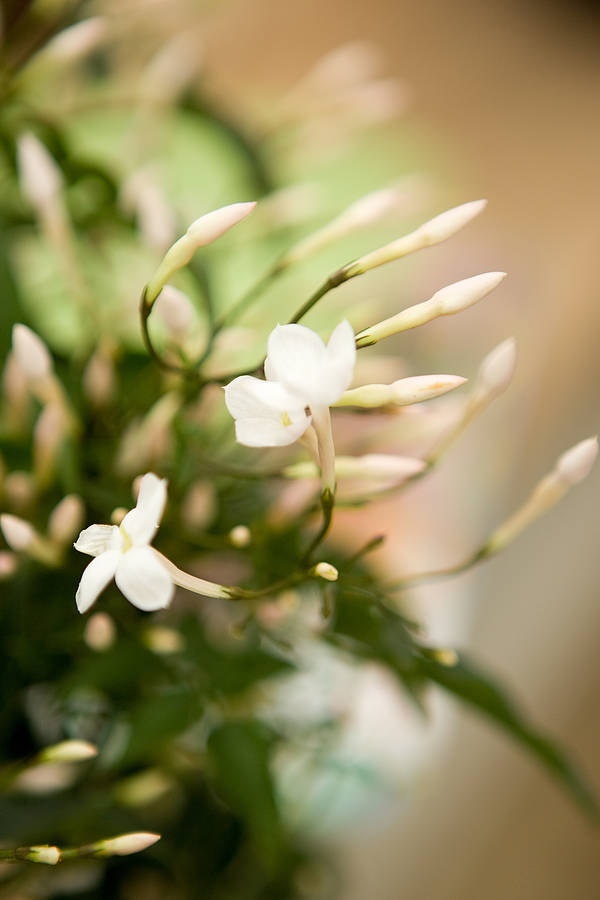 Scented Jasmine By Plants4 Presents