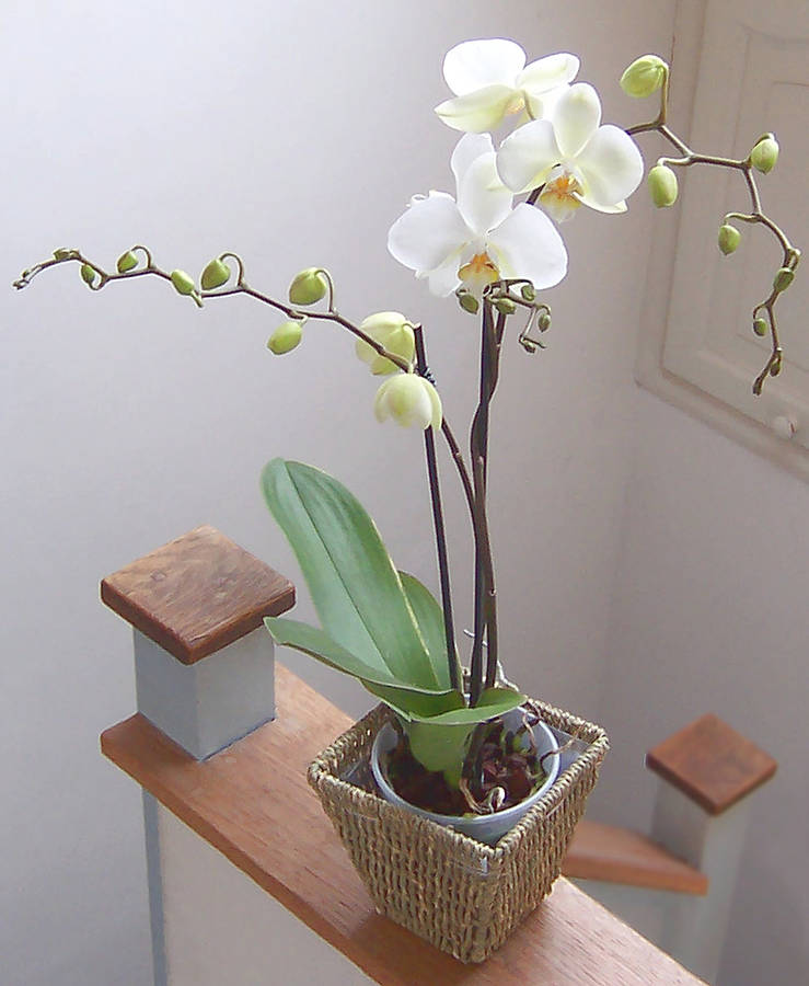 original_moth-orchid.jpg