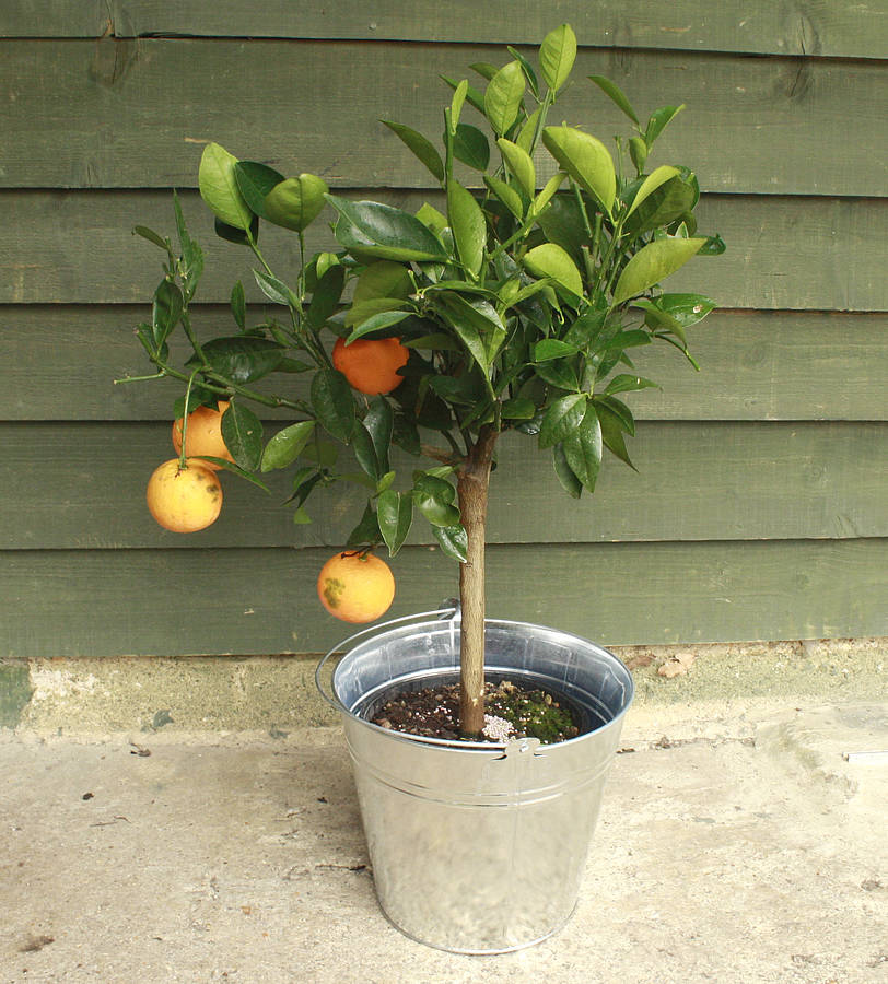 3ft Orange Tree By Plants4 Presents | notonthehighstreet.com