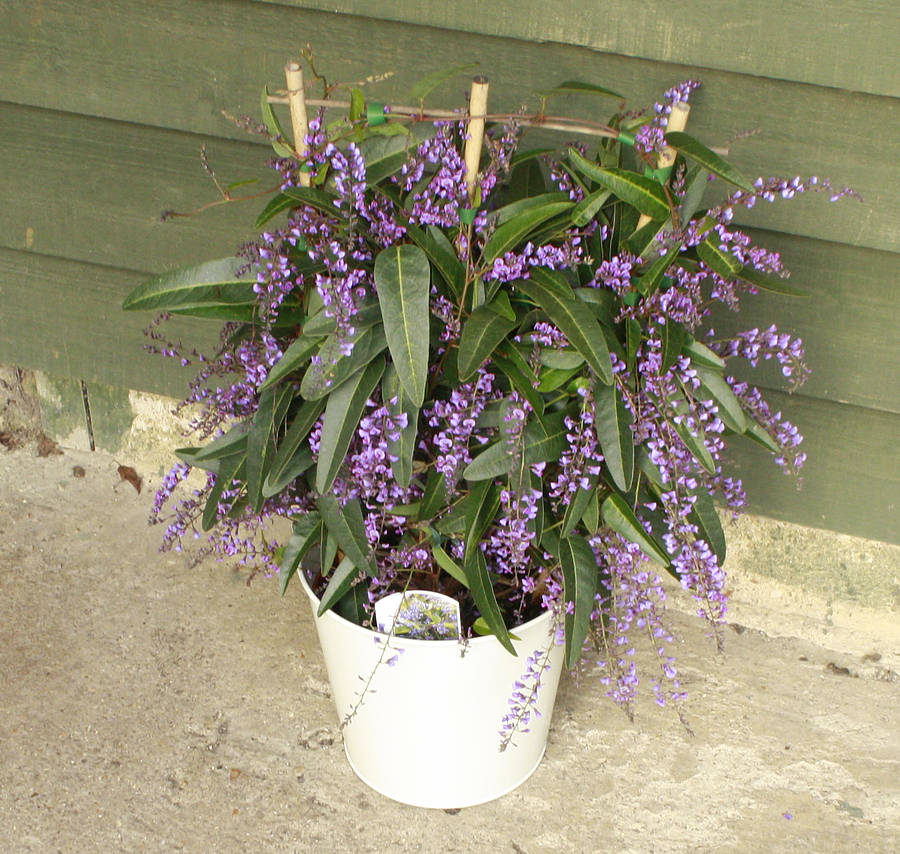 Australian Lilac Gift Plant By Plants4 Presents