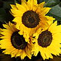 Personalised Retro Design Sunflower Seed Packet, thumbnail 4 of 4