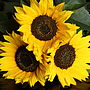 Personalised 'You Are My Sunshine' Seed Packet, thumbnail 5 of 5