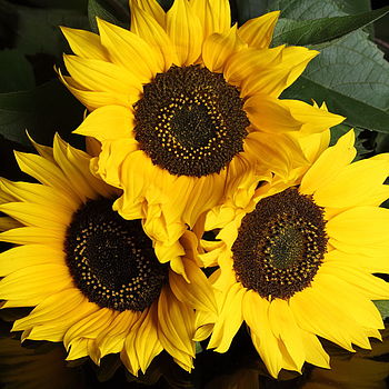 Personalised 'You Are My Sunshine' Seed Packet, 5 of 5