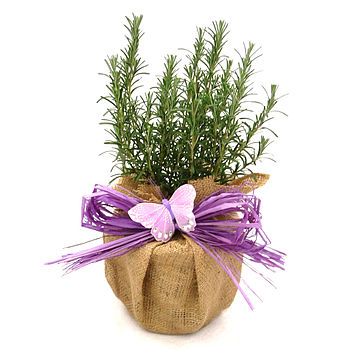 Scented Rosemary Plant, Plant Gift, 3 of 3