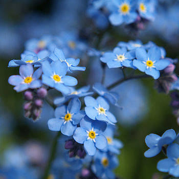 10 'Forget Me Not' Seed Packet Favours, 5 of 6