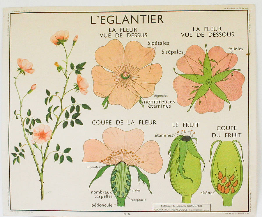 Vintage French Wild Rose And Pea Plant Chart By Bonnie and Bell ...