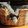 Natural Oval Rattan Pet Basket For Cats Or Dogs, thumbnail 2 of 6