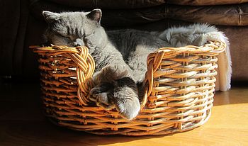Natural Oval Rattan Pet Basket For Cats Or Dogs, 2 of 6