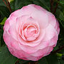 Camellia Nuccio's Pearl 30th Anniversary Plant Gift, thumbnail 1 of 1