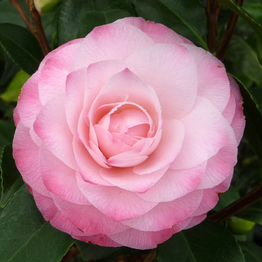 Camellia Nuccio's Pearl 30th Anniversary Plant Gift