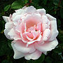30th Pearl Anniversary Gift Rose Pearl, thumbnail 1 of 1