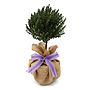Plant Gifts Mini Stemmed Aromatic Thyme, thumbnail 2 of 2