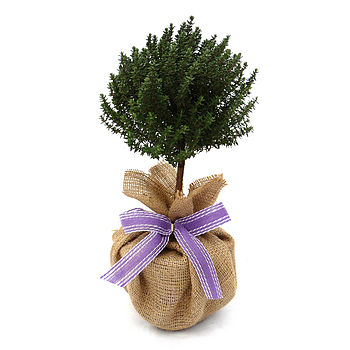 Plant Gifts Mini Stemmed Aromatic Thyme, 2 of 2