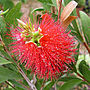 Plant Gift Australian Bottle Brush Plant, thumbnail 1 of 1