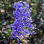Ceanothus Blue 45th Sapphire Anniversary Gift, thumbnail 1 of 1