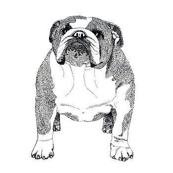English Bulldog Print, 2 of 2