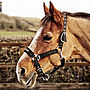 How To Photograph Your Horse, thumbnail 9 of 11