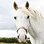 How To Photograph Your Horse, thumbnail 11 of 11