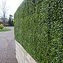 Deluxe Artificial Instant Boxwood Hedge, thumbnail 4 of 4