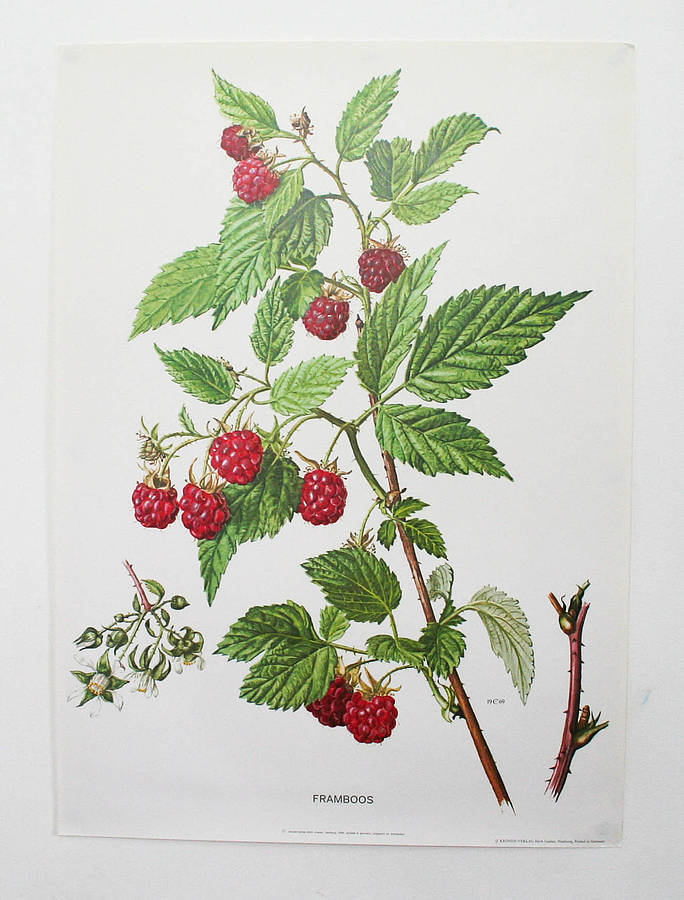 Vintage Botanical Print raspberry By Bonnie And Bell 