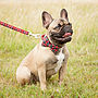 Tartan Bow Tie Dog Collar, thumbnail 2 of 3