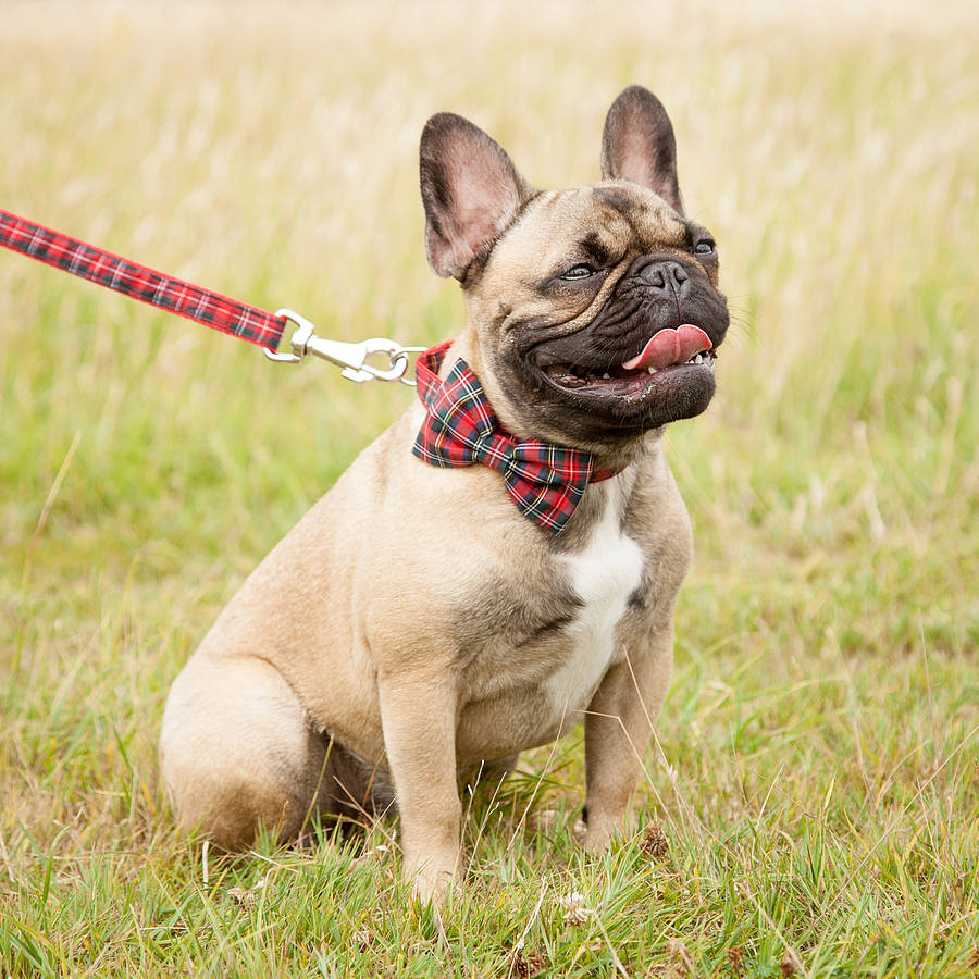 scotty bow tie dog collar by mrs bow tie | notonthehighstreet.com