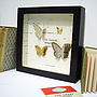 Bespoke Butterfly Collection Artwork, thumbnail 1 of 6