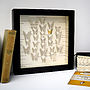 Single Wing Butterfly Collection Artwork, thumbnail 2 of 8