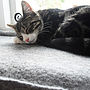 Cat Mat Bed For Windowsill, thumbnail 2 of 5