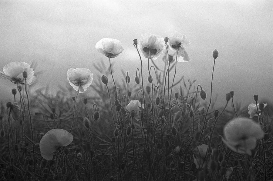 poppy's, black and white, art print by paul cooklin