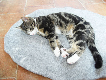 Cat Mat Bed, 2 of 5