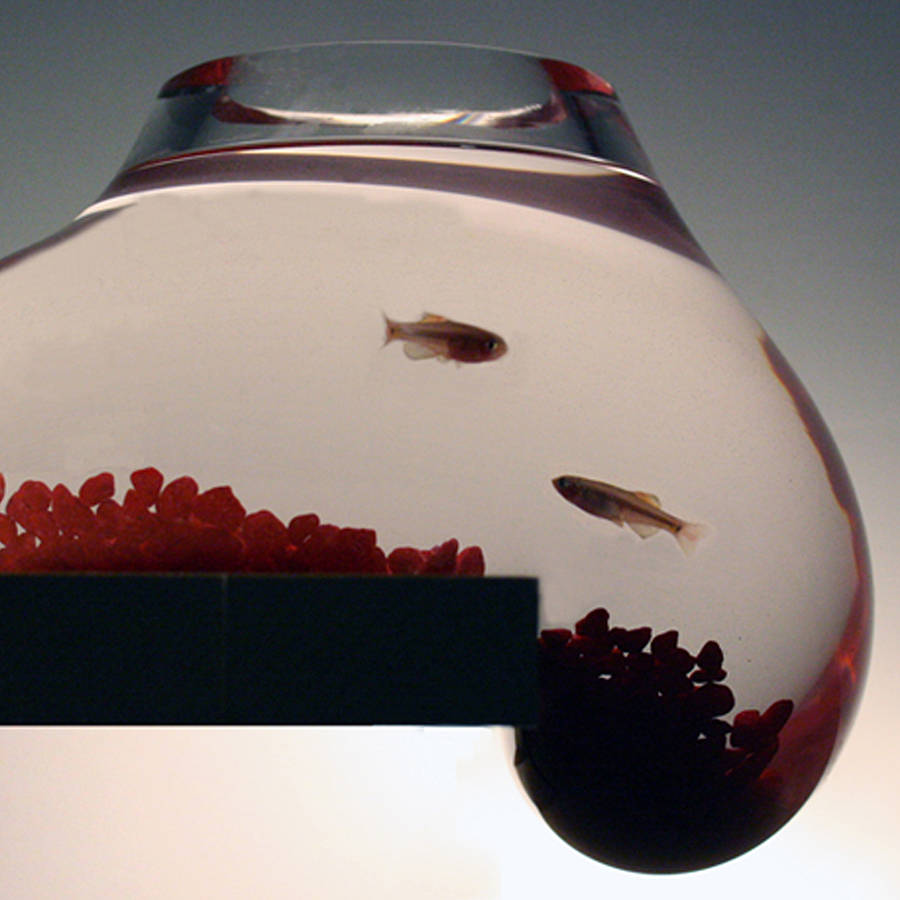 Bubble Tank Fish Bowl By Psalt Design