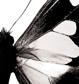 Black And White Butterfly Art Unframed Home Print, 6 of 7