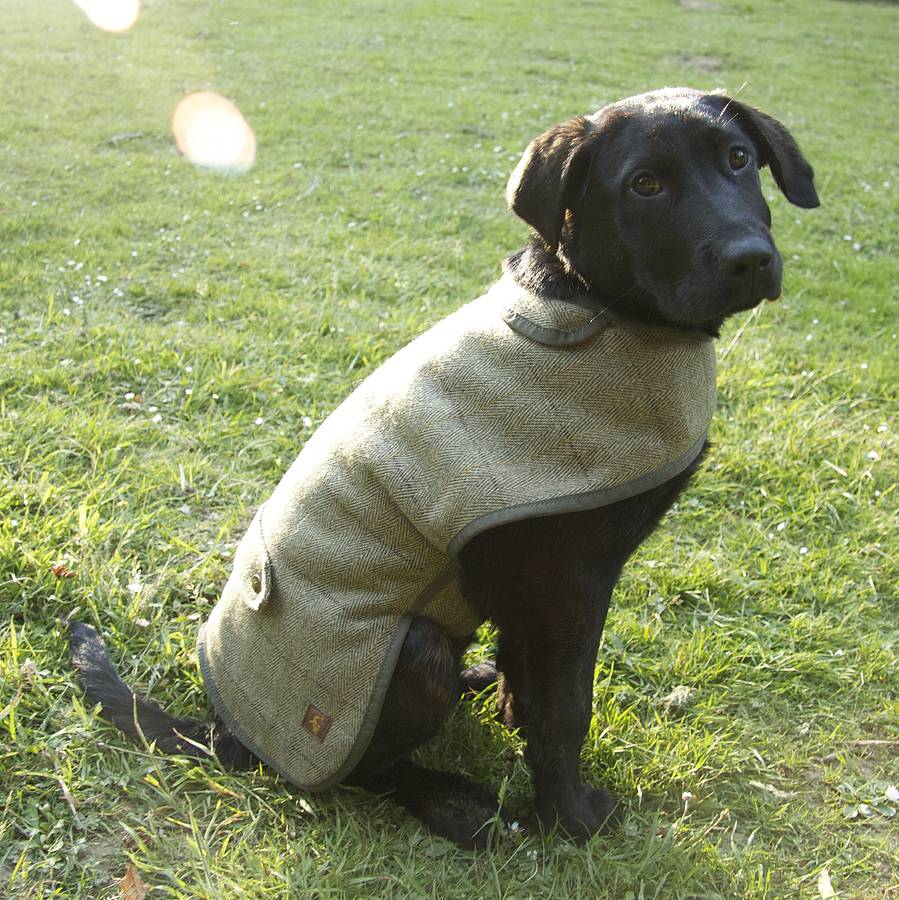 country canine tweed dog coat by country and twee ...