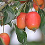 Grow Your Own Cider Gift, thumbnail 2 of 9