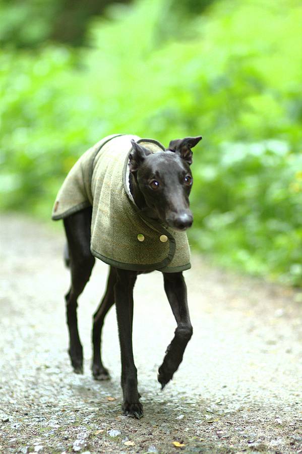 Whippet Dog Coat By Country And Twee