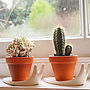 Sweet Home Snail Plant Pot And Saucer Small, thumbnail 1 of 2
