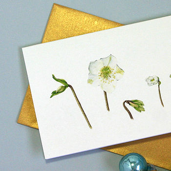 Card With Christmas Rose Illustrations, 2 of 3