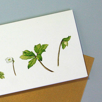 Card With Christmas Rose Illustrations, 3 of 3