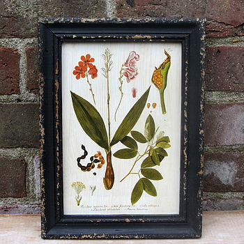 Framed Botanical Print By horsfall & wright | notonthehighstreet.com