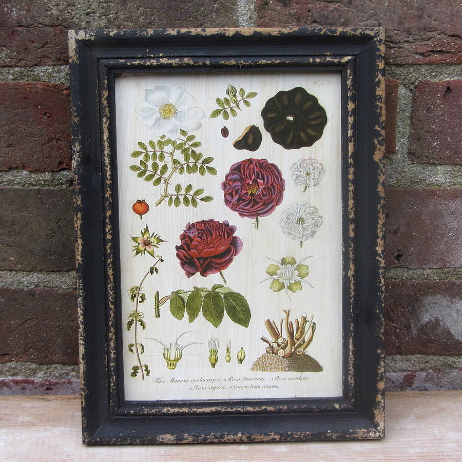 Framed Botanical Print By horsfall & wright | notonthehighstreet.com