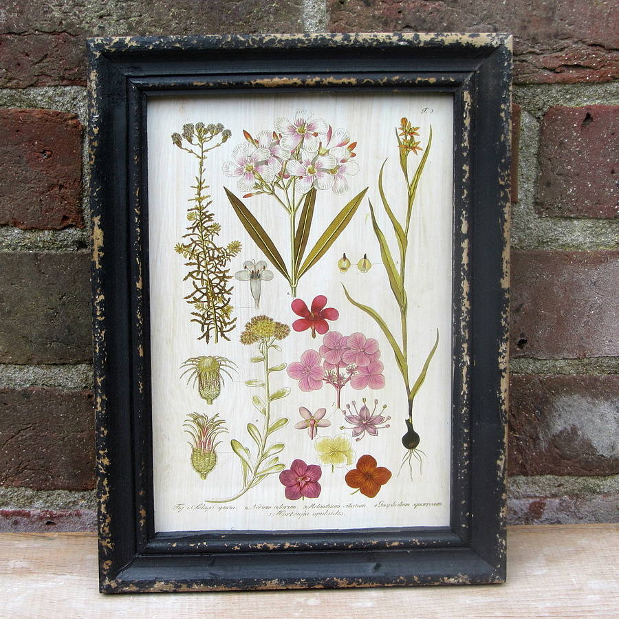 framed botanical print by horsfall & wright | notonthehighstreet.com