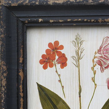 Framed Botanical Print By horsfall & wright | notonthehighstreet.com