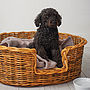 Natural Oval Rattan Pet Basket For Cats Or Dogs, thumbnail 6 of 6