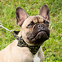 Christmas Holly Bow Tie Dog Collar, thumbnail 1 of 3