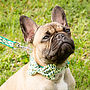 Christmas Trees Bow Tie Dog Collar, thumbnail 1 of 3