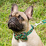 Traditional Christmas Bow Tie Dog Collar, thumbnail 1 of 3