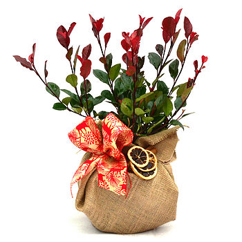 Photinia Red Robin, Outdoor Plant Gift, 2 of 2