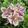 Scented Clematis Freckles, Plant Gift Idea, thumbnail 1 of 3